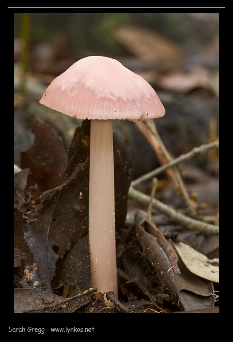 Una manciata di Mycena