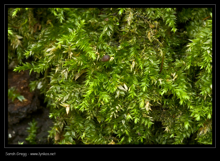Muschio dal litorale romano