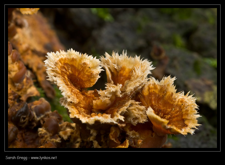 Fotoreportage di uno Stereum (credo!) (Stereum gausapatum)