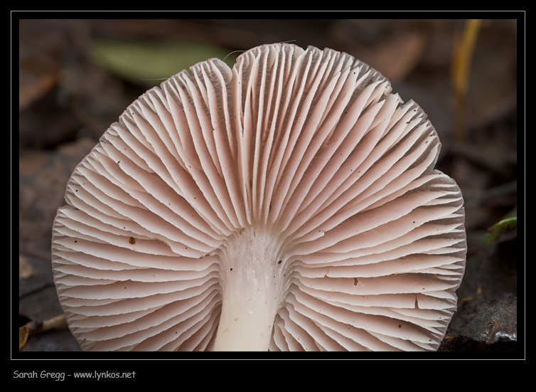 Una manciata di Mycena
