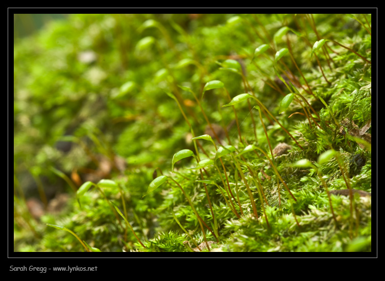 Muschio dal litorale romano