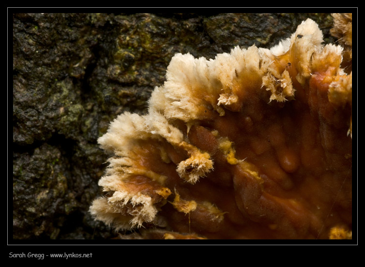 Fotoreportage di uno Stereum (credo!) (Stereum gausapatum)