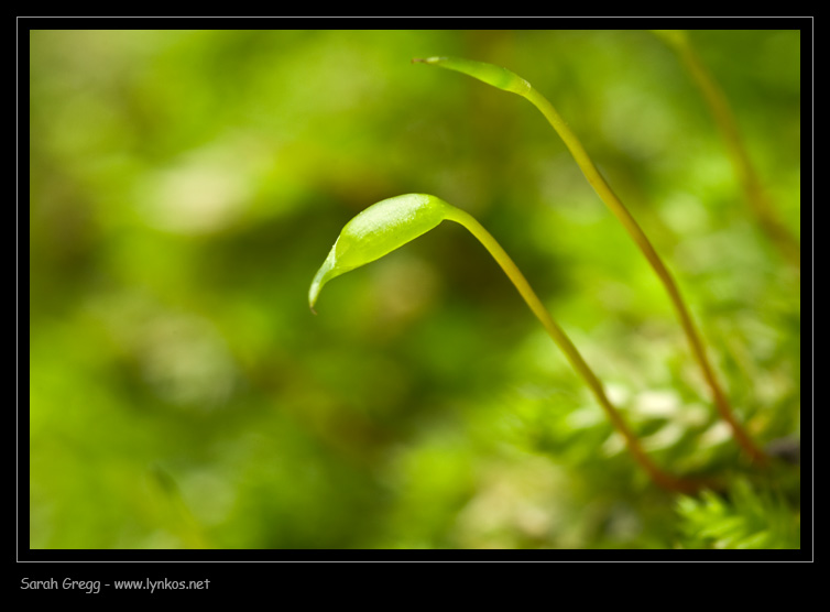 Muschio dal litorale romano