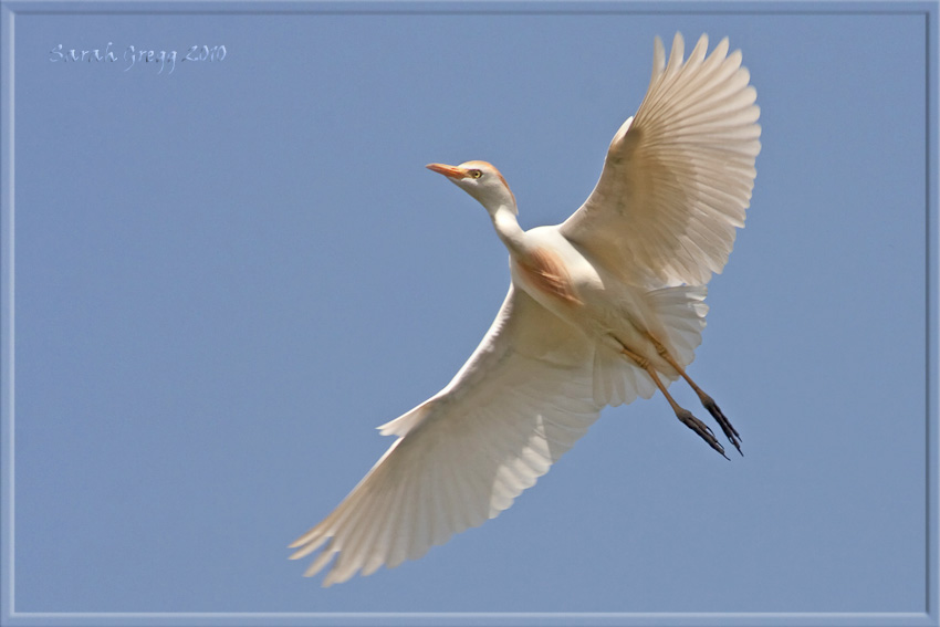 Un Airone guardabuoi particolare