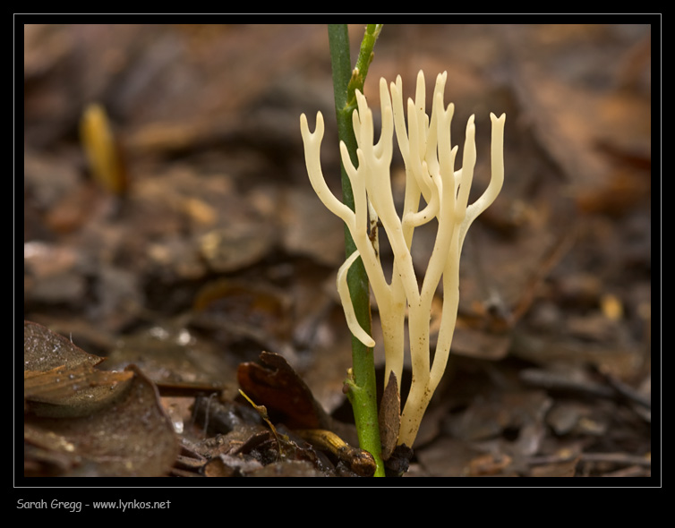 Clavulinopsis subtilis?