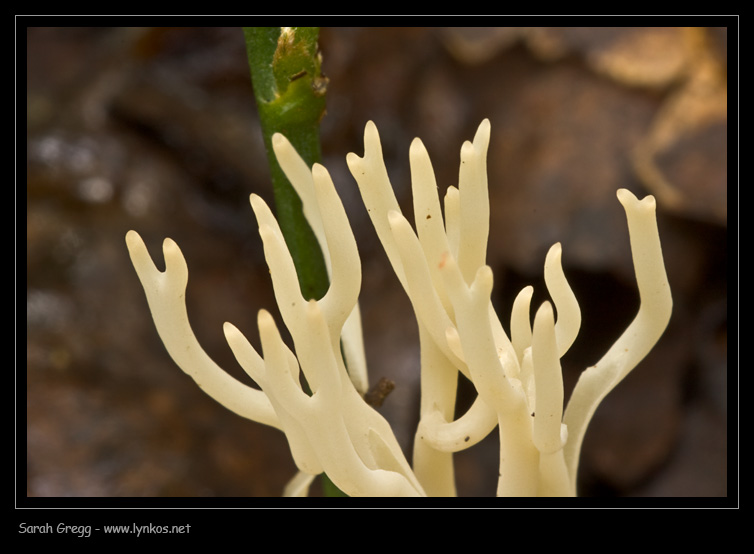 Clavulinopsis subtilis?