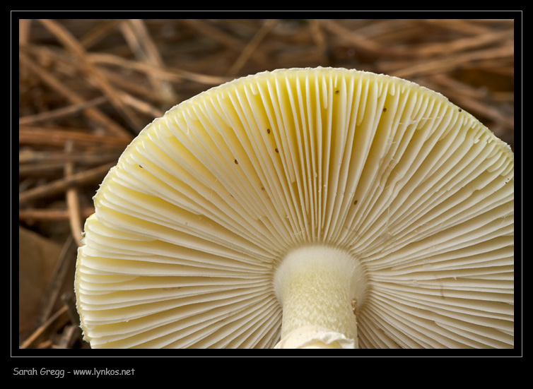 Amanita phalloides