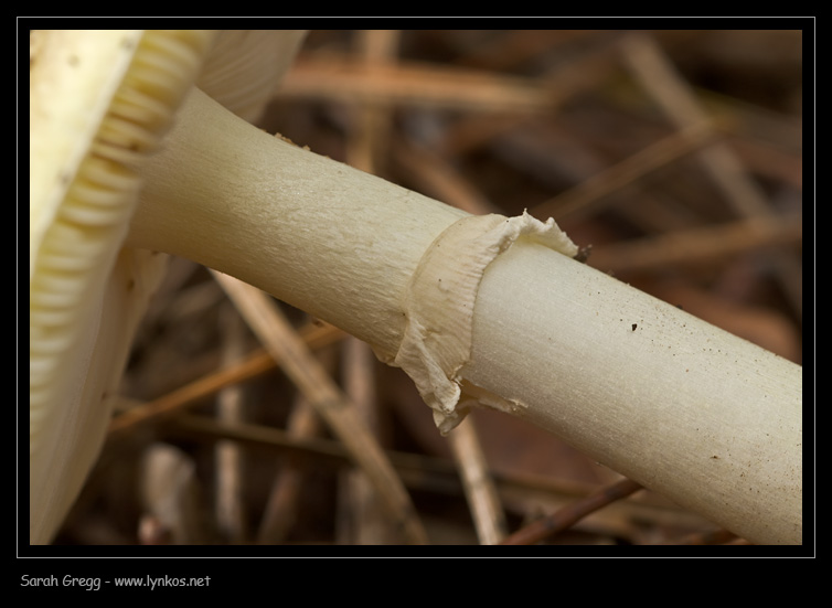 Amanita phalloides