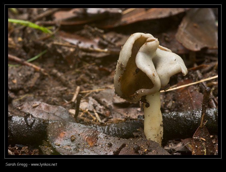 Helvellaceae