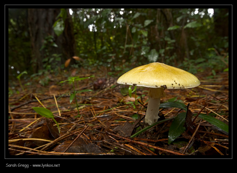 Amanita phalloides