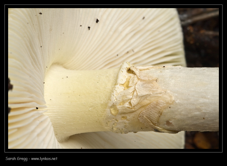 Amanita phalloides