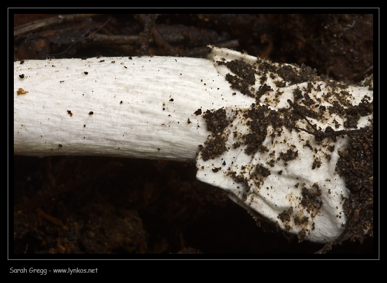 Amanita phalloides