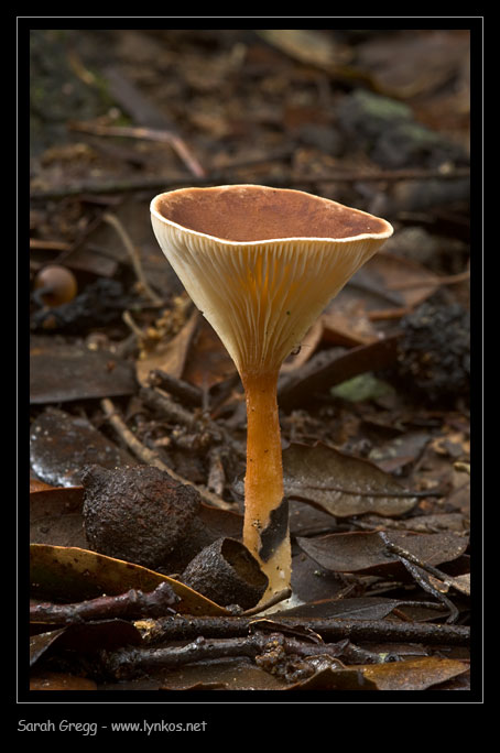 Clitocybe (plurale)?