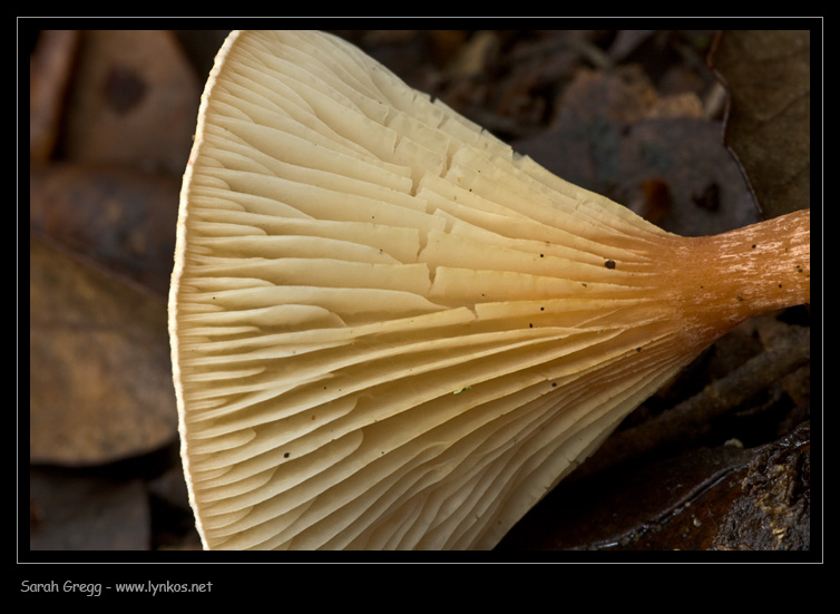 Clitocybe (plurale)?