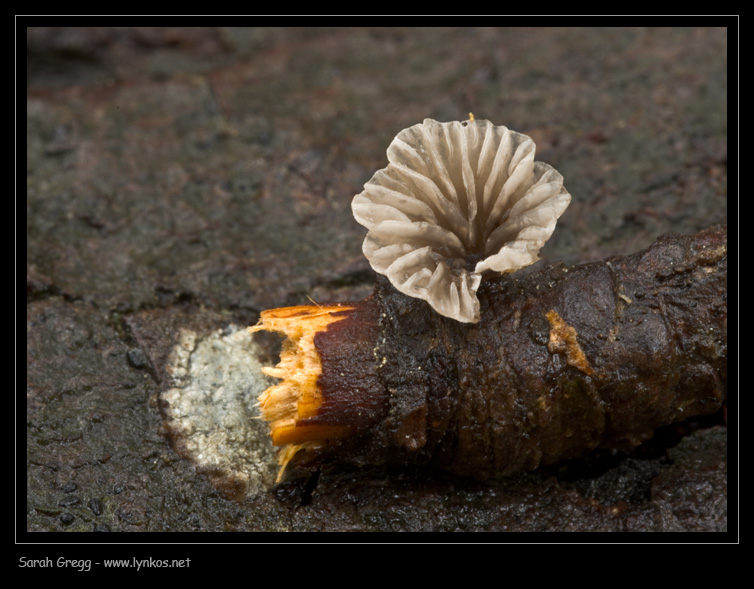 Delicatissimo sul rametto di leccio (cfr. Crepidotus sp.)