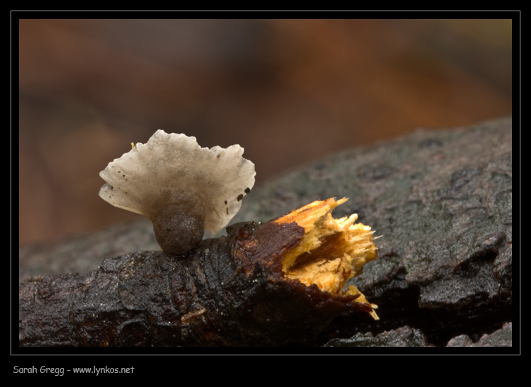 Delicatissimo sul rametto di leccio (cfr. Crepidotus sp.)
