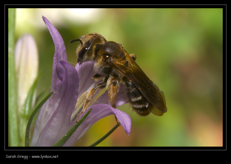 Apidae Melittinae ?  No, cfr. Apidae Halictinae
