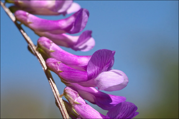 Crisi di Vicia... la V. cracca?