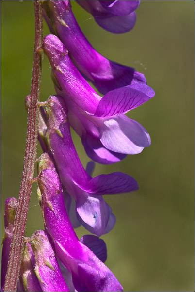 Crisi di Vicia... la V. cracca?