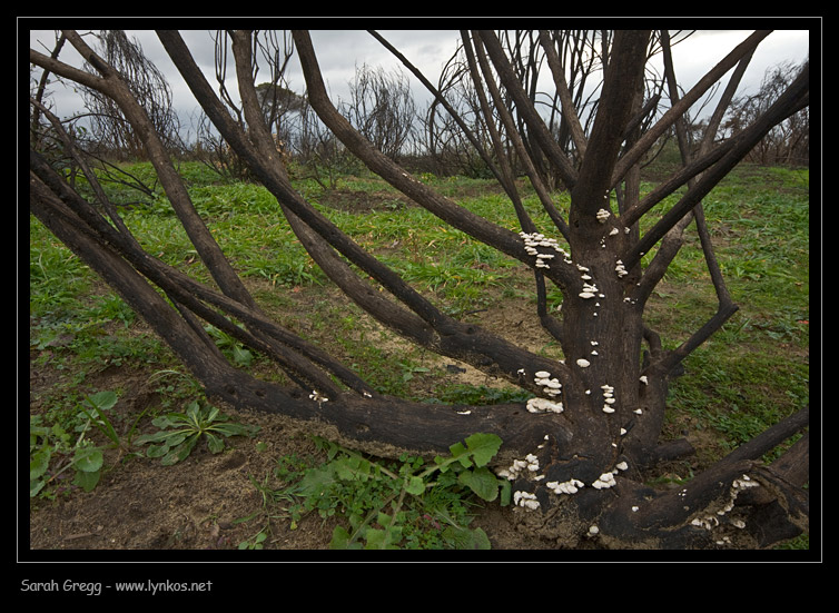 Schizophyllum commune? (Schizophyllum commune)