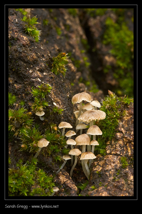 Una manciata di Mycena
