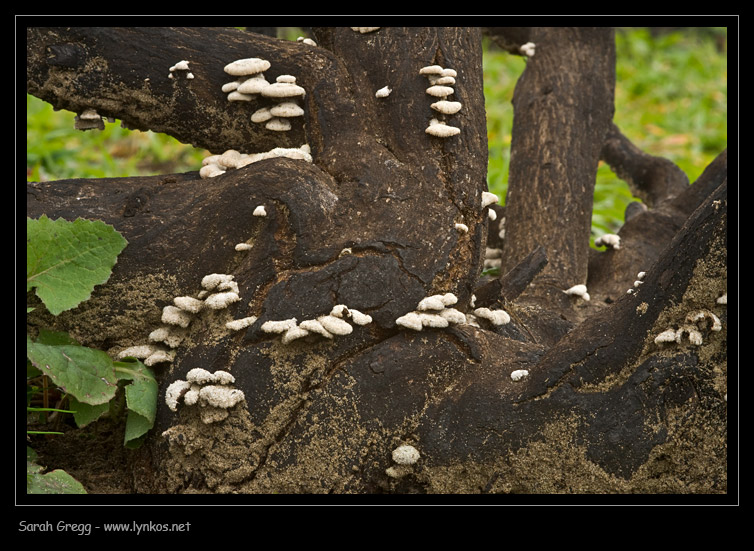 Schizophyllum commune? (Schizophyllum commune)
