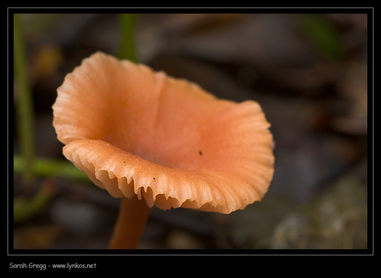 Rosa arancione (cfr. Laccaria sp.)