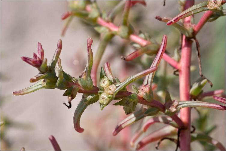 Salsola kali e Salsola soda, nelle tracce di Pan