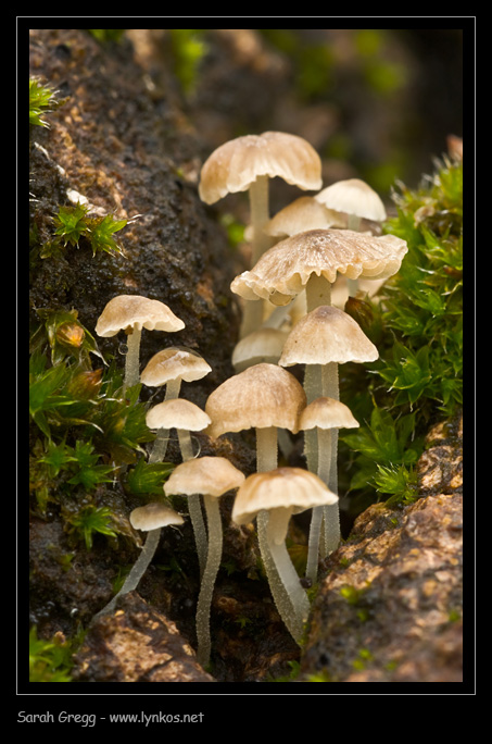 Una manciata di Mycena