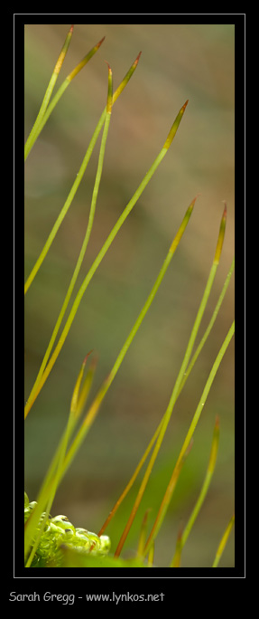 Muschio sul tronco 1 - Hypnum cupressiforme