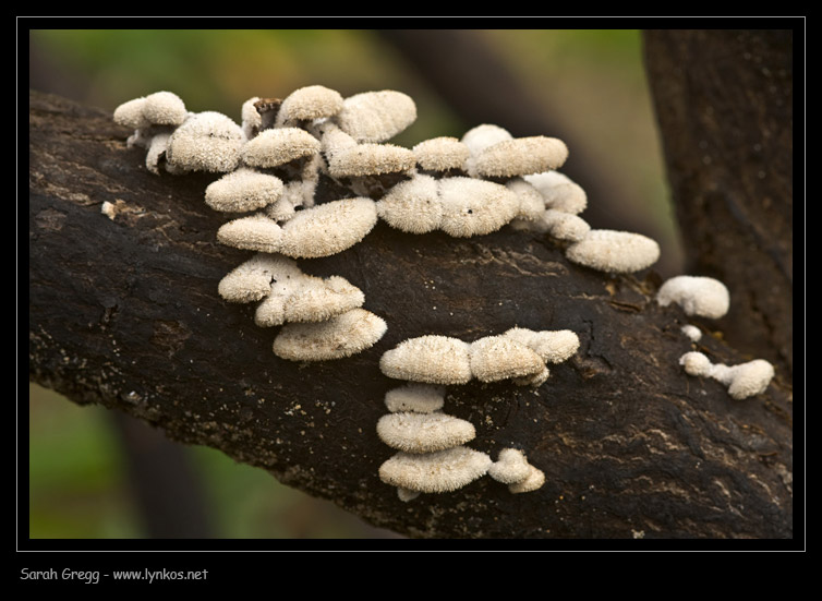 Schizophyllum commune? (Schizophyllum commune)