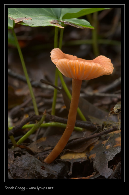 Rosa arancione (cfr. Laccaria sp.)