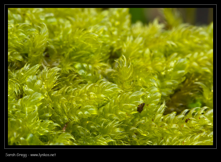 Muschio sul tronco 1 - Hypnum cupressiforme