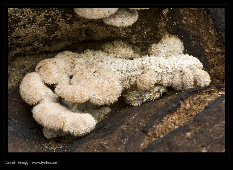 Schizophyllum commune? (Schizophyllum commune)