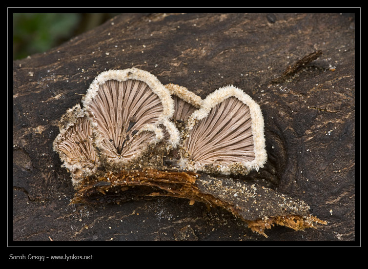 Schizophyllum commune? (Schizophyllum commune)
