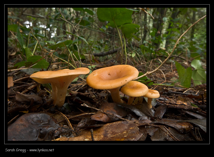 Clitocybe (plurale)?