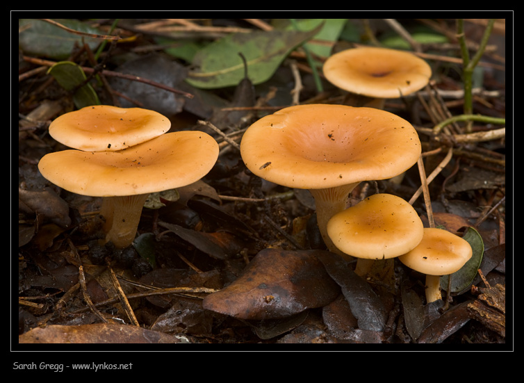 Clitocybe (plurale)?