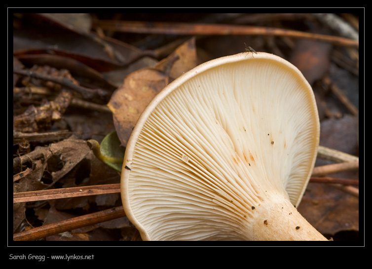 Clitocybe (plurale)?