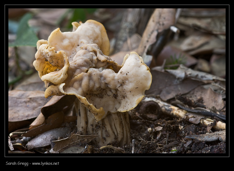 Helvellaceae
