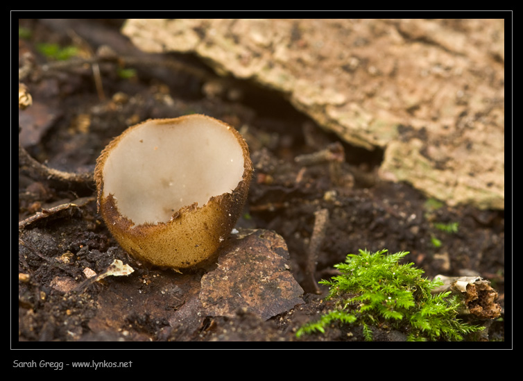 Peziza sull''escremento (Peziza sp. + Humaria)