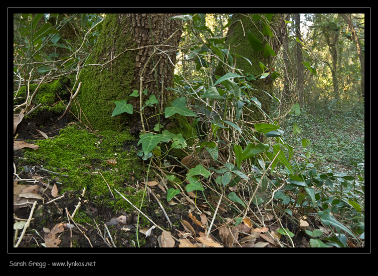 Peziza sull''escremento (Peziza sp. + Humaria)