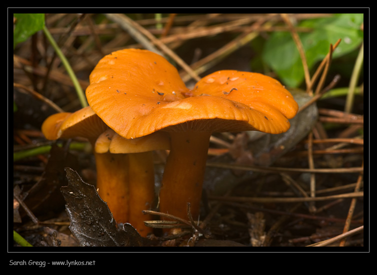 Dopo il blu, l''arancione (Lactarius sp.)