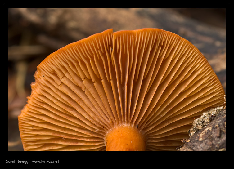 Dopo il blu, l''arancione (Lactarius sp.)
