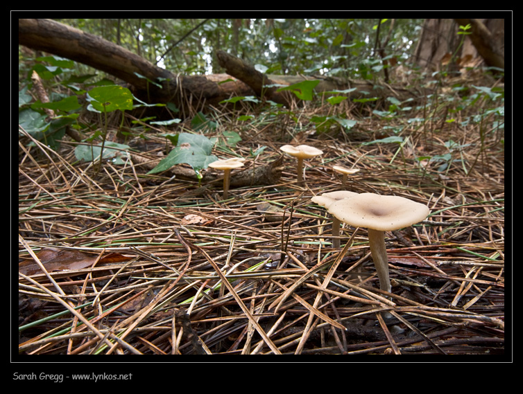Clitocybe (plurale)?
