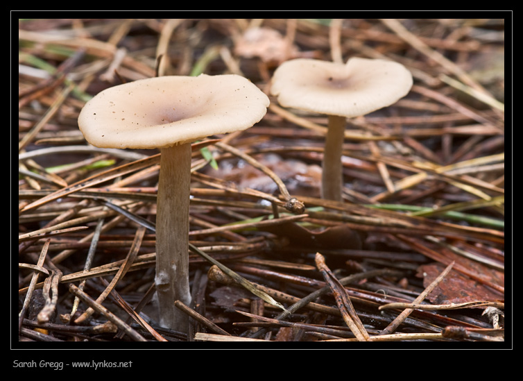 Clitocybe (plurale)?