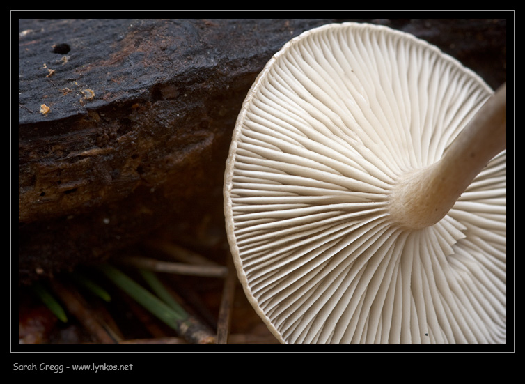 Clitocybe (plurale)?