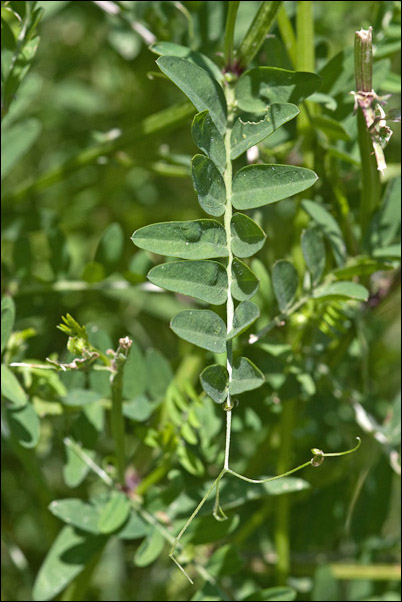 Crisi di Vicia... la V. cracca?