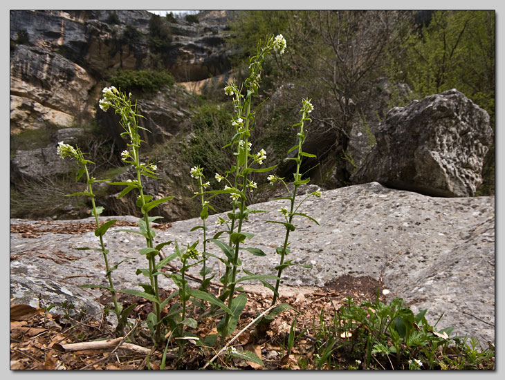 Brassicaceae della Majella!!!