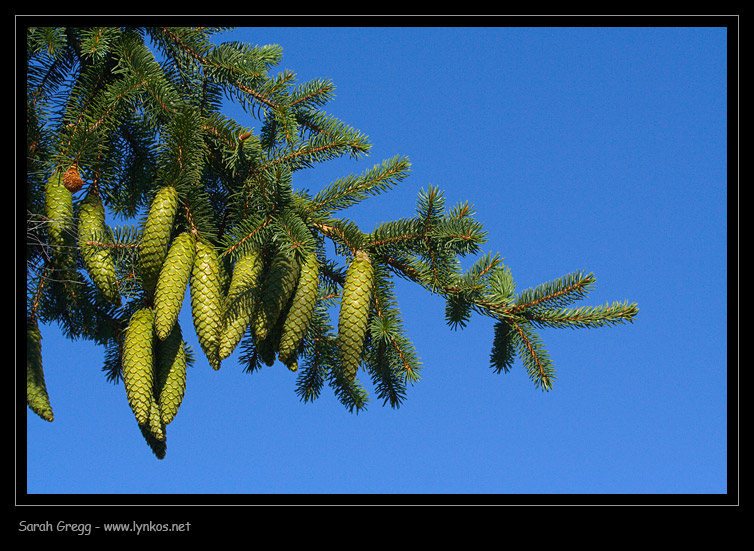 Picea abies - Abete rosso