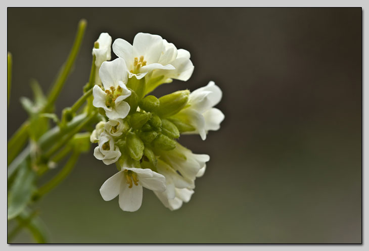 Brassicaceae della Majella!!!